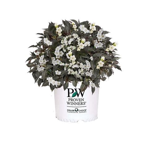 Proven Winners 2 Gal Wine And Spirits Weigela Shrub With White Flowers 18183 The Home Depot