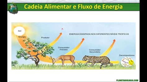 Fluxo De Energia Na Cadeia Alimentar Mundo Ecologia