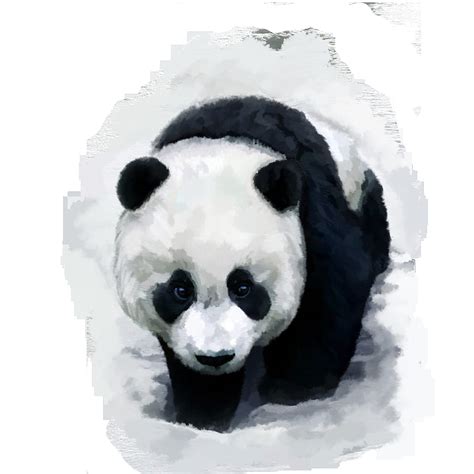 Panda Bear In Snow Clip Art