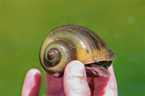 What makes invasive apple snail the worst invasive invertebrate of waterways?