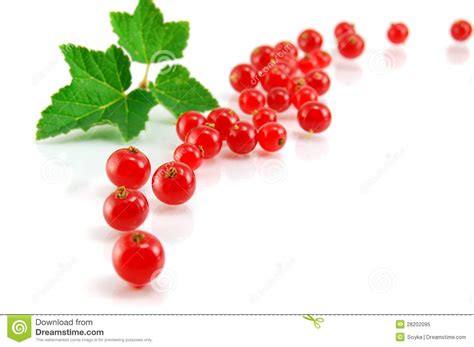 Red Currant Stock Image Image Of Plant Isolated Fruit 28202095