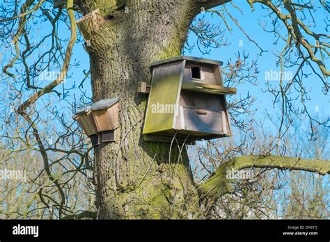 Barn Owl Nest Box And Bat Boxes Attached To Oak Tree Stock Photo Alamy