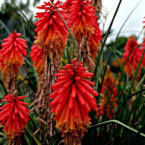 Red Hot poker Seeds, Kniphofia Uvaria Seeds, Flower Seeds#154 – Mays Garden Seed