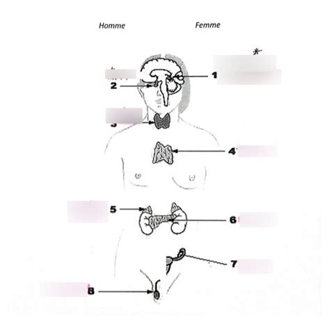 Diagramme De Sch Ma Syst Me Endocrinien Quizlet