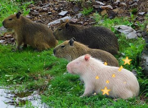 Wild Capybara