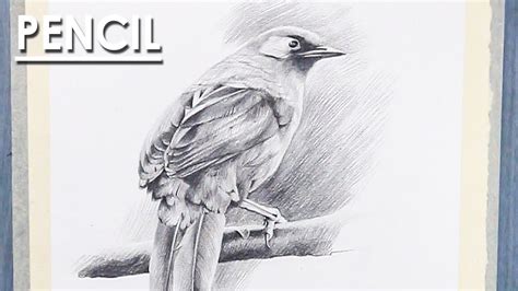 How To Draw Bird In Pencil Pencil Shading Techniques Youtube