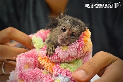 Smallest Monkey In The World