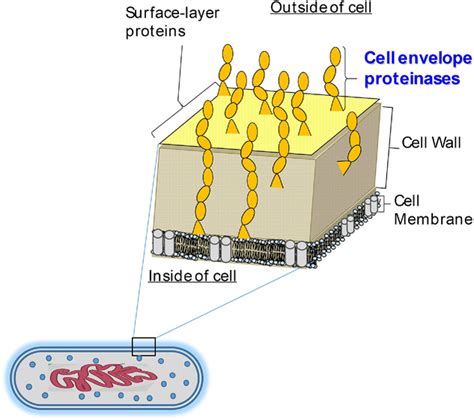 Cellenvelope Proteinases From Lactic Acid Bacteria Biochemical