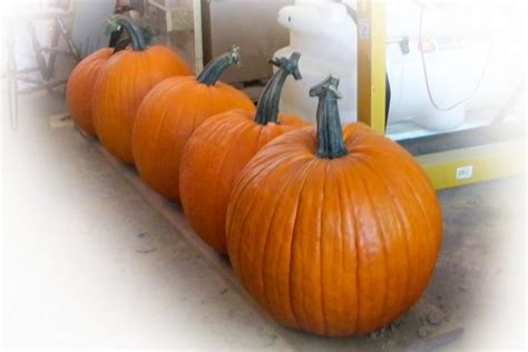 Outstanding Seed Company Pmr Pumpkins Commercial Pumpkin Seeds