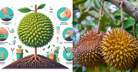 Growing Durian From Seed A Comprehensive Guide Plants And Gardens