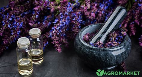 Шалфей: полезные свойства и применение | Agro-market
