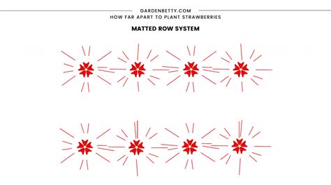 How Far Apart To Plant Strawberries For The Biggest Juiciest Berries