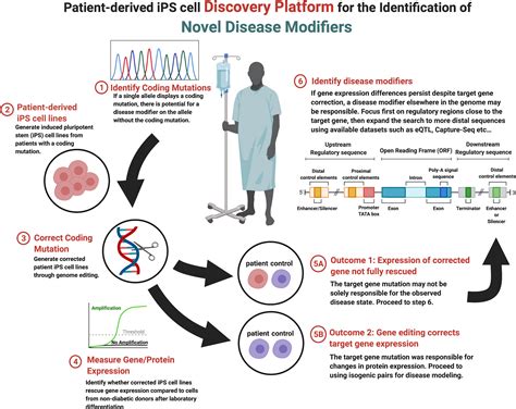 Frontiers Genome Editing Human Pluripotent Stem Cells to Model β Cell