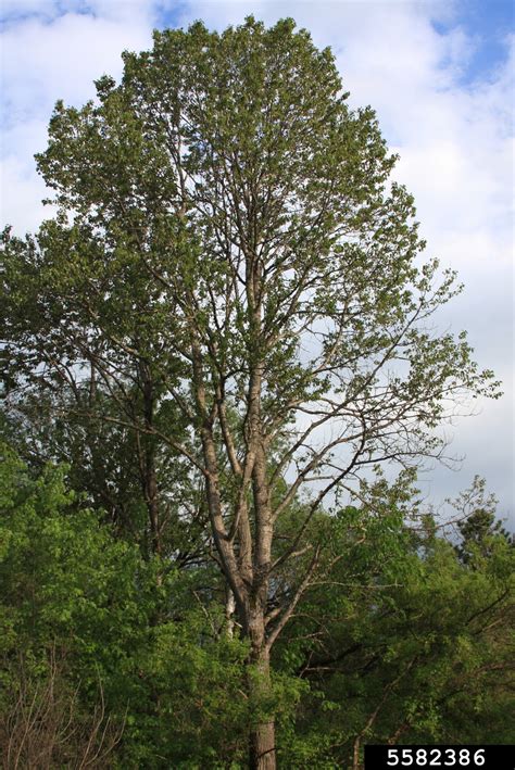 Balsam Poplar Populus Balsamifera