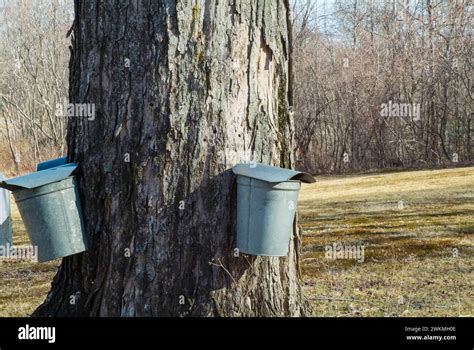 Buckets Collecting Sap From A Maple Tree In New Hampshire Stock Photo