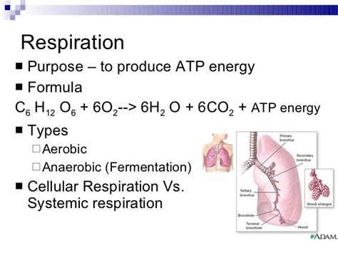 Cellular Respiration