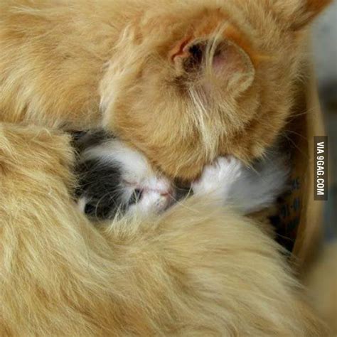 Kitten Cuddle 9GAG