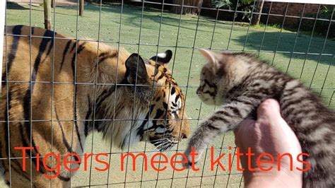 Tigers reaction to the kittens - YouTube