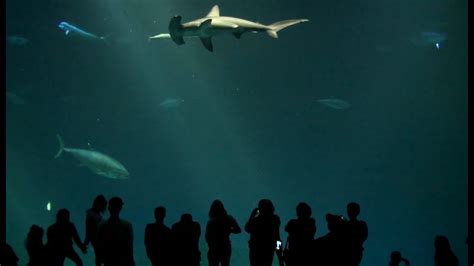 Amazing Monterey Bay Aquarium In California Youtube