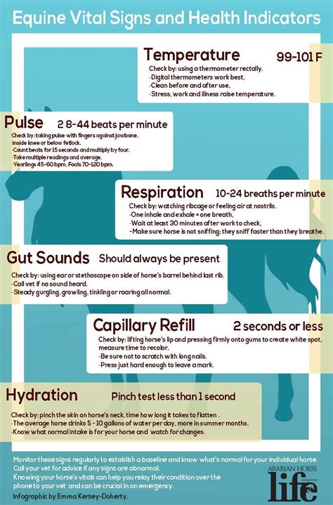Equine Vital Signs And Health Indicators In 2024 Vet Medicine Vital