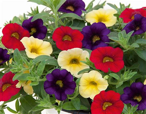 Småpetunia Stickling Million Bells Trixi ® Bolero 3 Pack