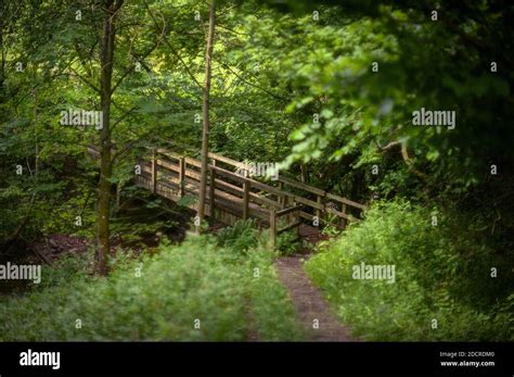 Bridge Over Newbrough Burn Crow Wood Newbrough Northumberland Stock