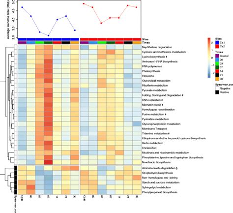 Heatmap Of Significantly Different Metabolic Pathways Per Time Point