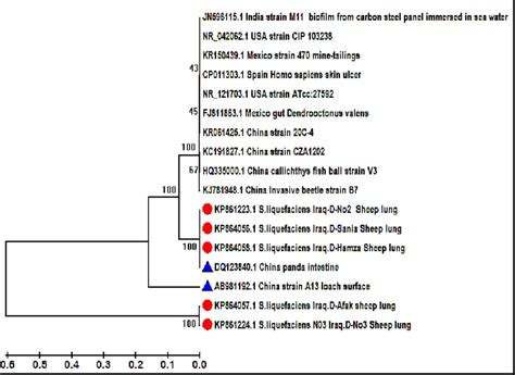 Phylogenetic Tree Using The Upgma Methodthe Evolutionary Distances Download Scientific Diagram