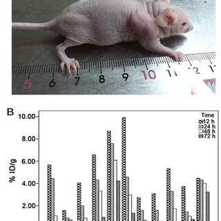 A Human Atc Bearing Nude Mouse The Tumor Volume Was Increased To