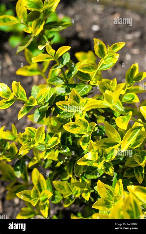 Branch Of Euonymus Fortunei Common Names Spindle Or Fortune S Spindle