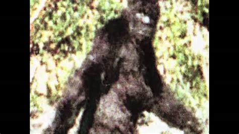 1 Of 82 Patterson Gimlin Bigfoot Best Clips Film2009 Youtube