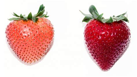 Comparativa Fresas Arvensis Agro