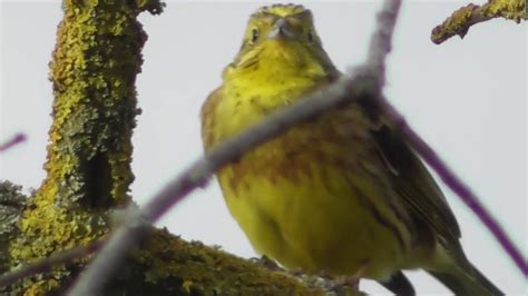 Goldammer Gesang Emberiza citrinella Presura galbenă cântec