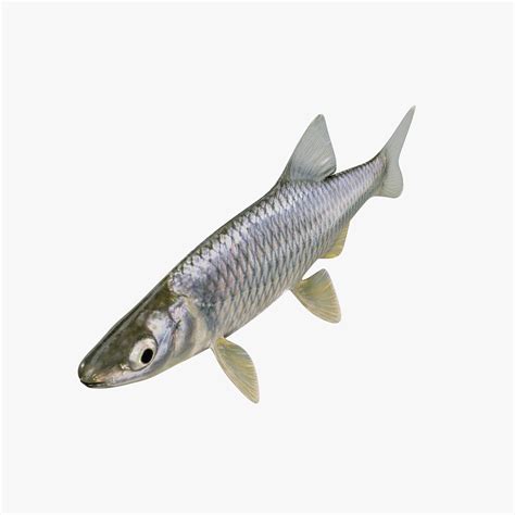 Cyprinella 3D-modell $29 - .max .fbx .obj - Free3D