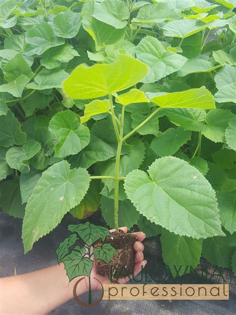 Paulownia Elongata tray 250ml