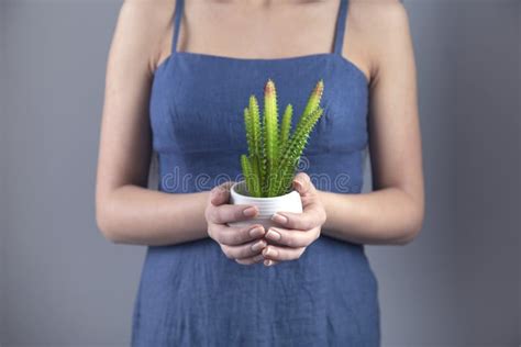 Woman hand holding cactuse stock photo. Image of cacti - 176891936