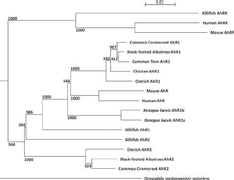 Phylogenetic Analyses Of Aryl Hydrocarbon Receptor Ahr Ahr And