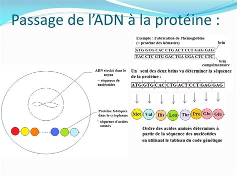 PPT Le lien entre lADN et les protéines PowerPoint Presentation