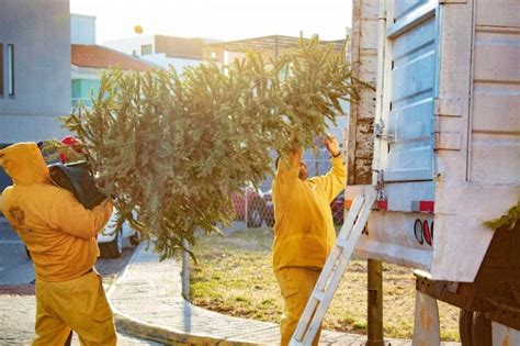 Inicia La Recolecci N De Rboles De Navidad Queretan Zate