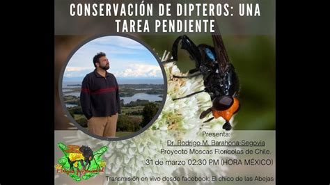 Abejorro invasor moscas florícolas de Chile Dr Rodrigo M Barahona