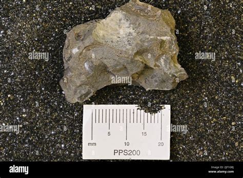 Lingula Sp Animalia Hi Res Stock Photography And Images Alamy