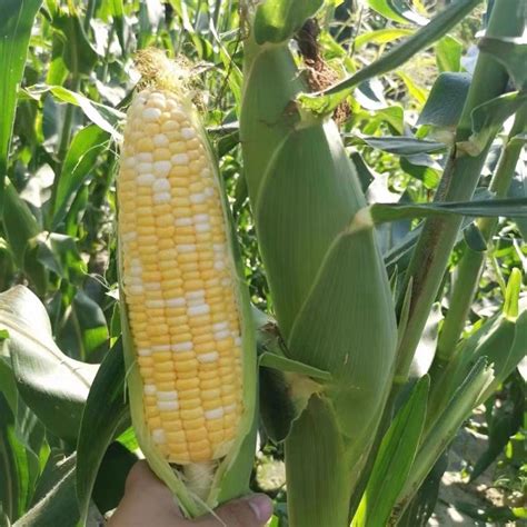 100gram Corn Sweet White Yellow Hybrid Biji Benih Jagung Mutiara