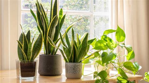 Snake Plant Sansevieria Trifasciata Care Growing Guide