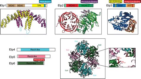 Structures Of The Elp1 Elp2 And Elp3 Subunits And The Elp4 5 6