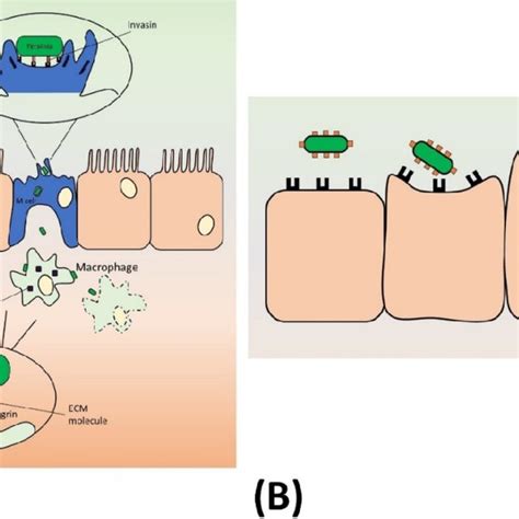 Type 3 Secretion System T3SS Effector Protein Nomenclature