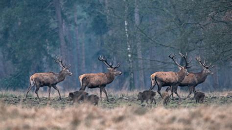 Comptages Et Suivis Du Cerf Challet En Eure Et Loir