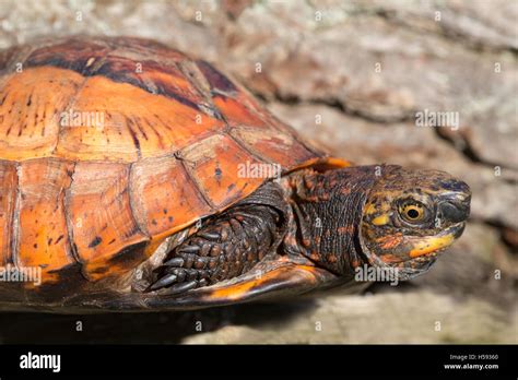 Asian Box Turtle Hi Res Stock Photography And Images Alamy