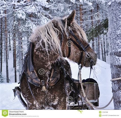 🔥 40 Christmas Horse Wallpapers Free Wallpapersafari