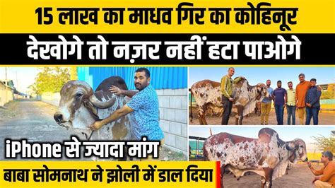 1551000 में खरीदा Gir Bull माधव 👍गुजरात से महाराष्ट्र आया।👍