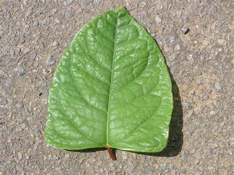 How To Identify Japanese Knotweed In Depth Knotweed Identification